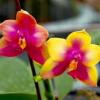 Phalaenopsis LD Bear Queen 'Change Face’