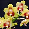 Phalaenopsis Chienlung Sweetheart ‘Light’ (clone)