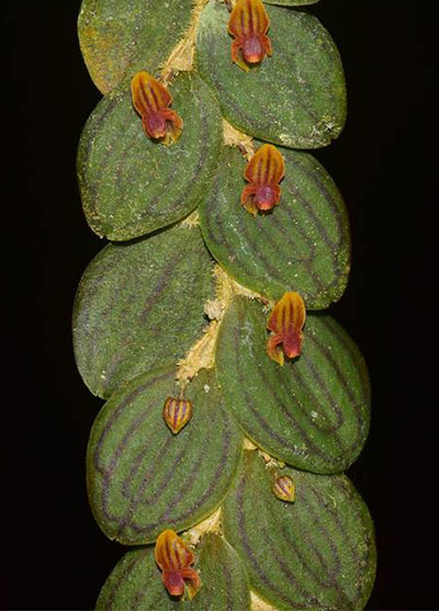 Lepanthes nummularia