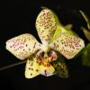 Phalaenopsis virides x stuartiana punctatissima