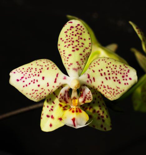 Phalaenopsis virides x stuartiana punctatissima