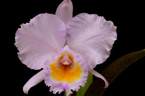 Cattleya trianae concolor 'Orion'