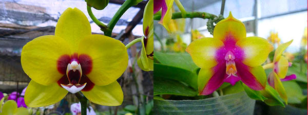Phalaenopsis Mituo Golden 'M-2' x Ld's Bear Queen