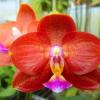 Phalaenopsis Mituo Champion King 'Yellow Star'