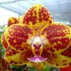 Phalaenopsis Mituo Golden Jewel 'Point'