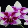 Phalaenopsis Jiaho Summer Love