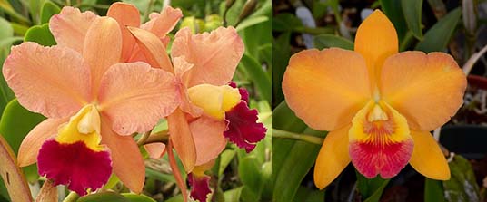 Brassolaeliocattleya Tropical Upgrade (Lc. Tropical Sunset 'Oceans Heaven' x Blc. Guess What 'SVO' AM/AOS)