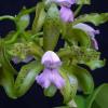 Cattleya leopoldii coerulea 'Kathleen' JC/AOS x self