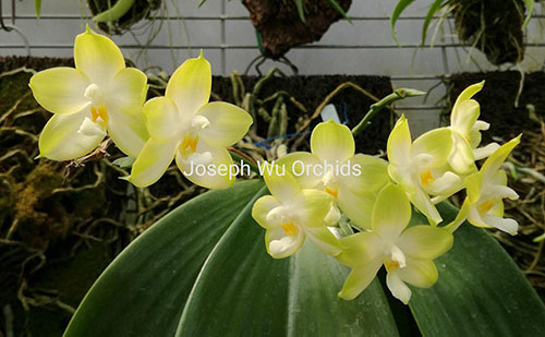 Phalaenopsis Buena Jewel (Joseph Wu)