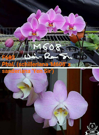 Phalaenopsis (schilleriana 'M608' x sanderiana 'Big Pink')