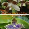 Phalaenopsis (speciosa coerulea 'Su's Coffee Candy' x lueddemanniana coerulea)