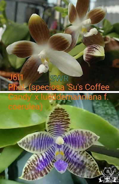 Phalaenopsis (speciosa coerulea 'Su's Coffee Candy' x lueddemanniana coerulea)