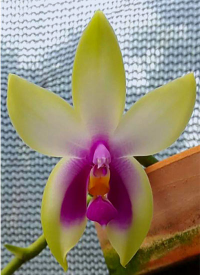 Phalaenopsis bellina x sib