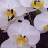 Phalaenopsis (philippinensis 'Kung Sir' x amabilis 'Sabah')