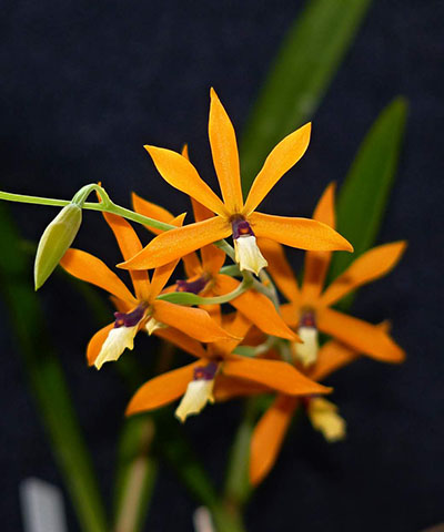 Epidendrum vitellinum x tripunktatum x semialperta