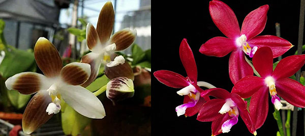 Phalaenopsis speciosa ('All Red' x 'Su's Coffee Candy)