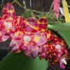 Phalaenopsis Jong's Gigan Cherry  'Prince'