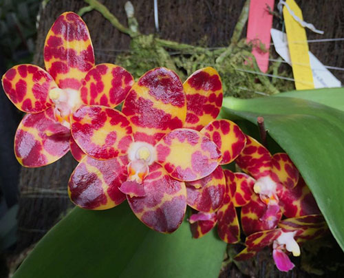 Phalaenopsis Jong's Gigan Cherry  'Prince'