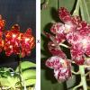 Phalaenopsis (gigantea - KS Red Cherry) ’Prince’ x gigantea