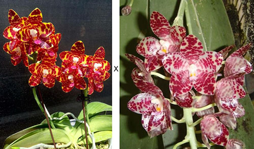 Phalaenopsis (gigantea - KS Red Cherry) ’Prince’ x gigantea