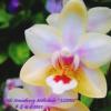 Phalaenopsis  Miki Strawberry Milkshake 'LZ2001'