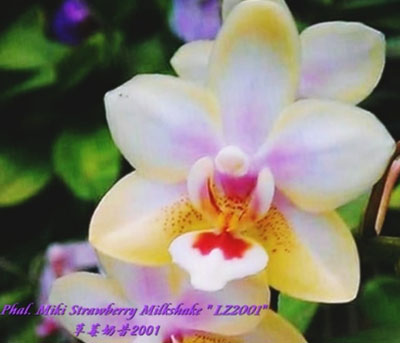 Phalaenopsis  Miki Strawberry Milkshake 'LZ2001'