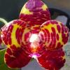 Phalaenopsis YangYang Gigan Cherry ‘#1’