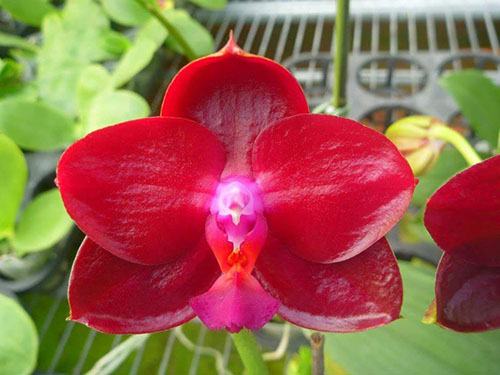 Phalaenopsis Mituo King 'April Blood'