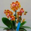 Phalaenopsis Mituo Champion King '68-1'