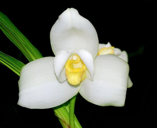 Lycaste Nathalie Cely