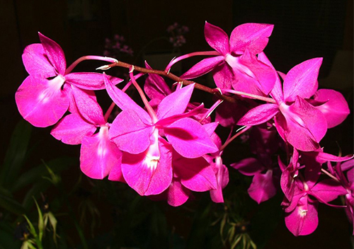 Barkeria scandens