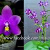 Phalaenopsis (Yaphon The Hulk x violacea indigo) x YangYang Blueberry