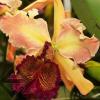 Cattleya dowiana 'Rosea' (rosada) x SELF