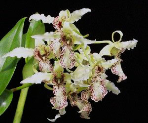 Dendrobium Joyce Kelly (johnsoniae x spectabile)