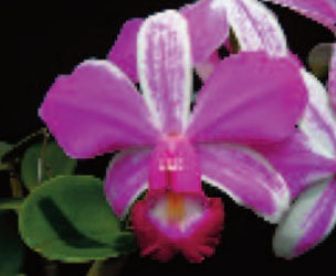 Cattleya violacea semi alba flamea 'Red Berry Creme’ 4N x 'Fire Walker'