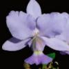 Cattleya walkeriana coerulea 'Blue Titan' x self