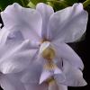 Cattleya nobilior coerulea x coerulea 'Francisco'