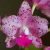 Cattleya amethystoglossa ‘HR Super Spots’ 6N