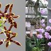 Phalaenopsis schilleriana x mannii black