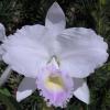 Cattleya trianae coerulea (H&R)