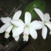 Cattleya violacea alba