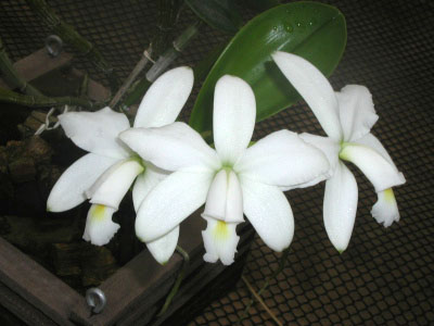 Cattleya violacea alba