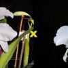 Cattleya warneri semi-alba ('Pater Noster' x 'Guindani')