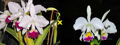 Cattleya warneri semi-alba ('Pater Noster' x 'Guindani')