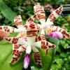 Phalaenopsis sumatrana x self