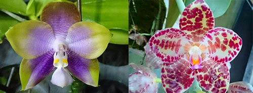 Phalaenopsis Mituo Reflex Dragon 'B-3' x gigantea 'M-2'