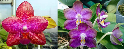 Phalaenopsis LD Sun Dragon 'MO98' x Mituo Reflex Dragon 'B1'