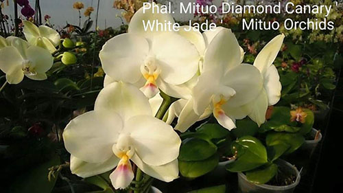 Phalaenopsis Mituo Diamond Canary 'White Jade'