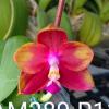 Phalaenopsis Mituo Princess 'YR-11'
