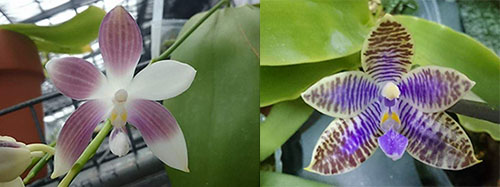 Phalaenopsis speciosa 'Blue' x lueddemanniana 'Blue'